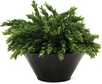 12 Inch Boxwood Arrangement