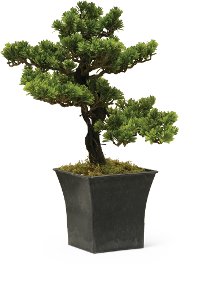 19 Inch Bonsai Arrangement In Square Pot