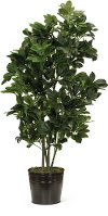 43 Inch Schefflera Tree Arrangement