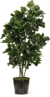 Clearance 43 Inch Faux Schefflera Tree Arrangement