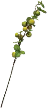 33 Inch Apple Branch Stem For Arrangement