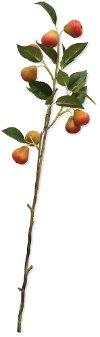 28 Inch Pear Branch Stem For Arrangement