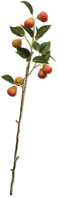 28 Inch Pear Branch Stem For Arrangement