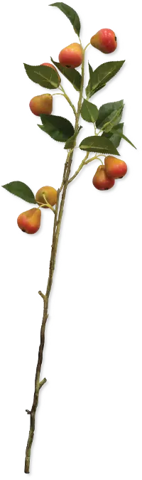 28 Inch Pear Branch Stem For Arrangement