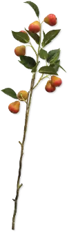 Clearance 28 Inch Pear Branch Stem For Arrangement