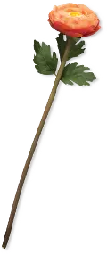17 Inch Orange Ranunculus Stem For Arrangement