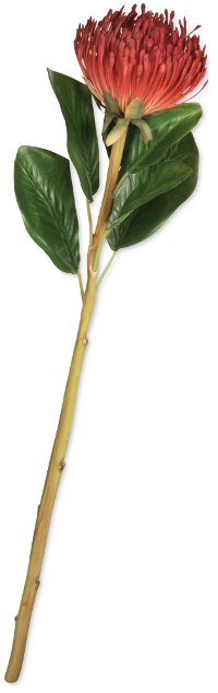 24 Inch Protea Stem For Arrangement