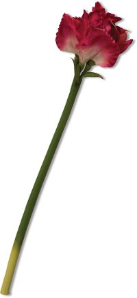 29 Inch Pink Amaryllis Stem For Arrangement