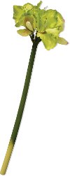 29 Inch Green Amaryllis Faux Stem For Arrangement