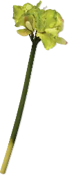 29 Inch Green Amaryllis Faux Stem For Arrangement