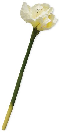 29 Inch White Amaryllis For Arrangement