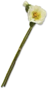 Clearance 25 Inch White Poppy Stem For Arrangement