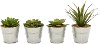 Clearance Assorted Green Succulent Arrangement In Iron Pot
