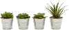Clearance Assorted Green Succulent Arrangement In Iron Pot