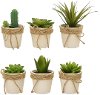 Assorted Succulent Arrangement In Paper Mache Pot