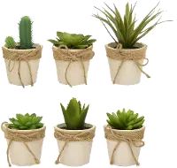 Assorted Succulent Arrangement In Paper Mache Pot