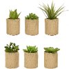 Assorted Succulent Arrangement In Hessian Pot