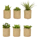 Assorted Succulent Arrangement In Hessian Pot