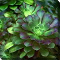 Nature's Glow Patio Canvas Outdoor-Indoor Wall Art