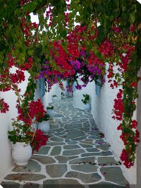 Bougainvillea Path Patio Canvas Outdoor/Indoor Wall Art