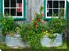 Clearance Tub Of Flowers Patio Canvas Outdoor-Indoor Wall Art