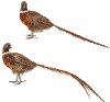 Assorted Faux Feathered Pheasant