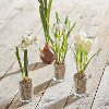 Assorted Potted White Flower Arrangement-2