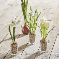 Assorted Potted White Flower Arrangement-2