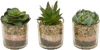 Assorted Green Succulent Arrangement in Pot