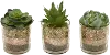 Clearance Assorted Green Succulent Arrangement in Pot