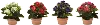 7 Inch Assorted Polyester Kalanchoe Arrangement In Pot