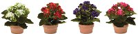 7 Inch Assorted Polyester Kalanchoe Arrangement In Pot