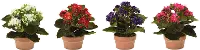 7 Inch Assorted Polyester Kalanchoe Arrangement In Pot