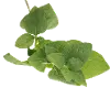 Clearance Magnolia Home Furniture Faux Basil Stem for Arrangement