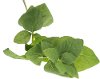 Magnolia Home Furniture Faux Basil Stem for Arrangement