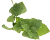 Magnolia Home Furniture Faux Basil Stem for Arrangement
