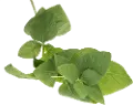 90991008B96 Magnolia Home Furniture Faux Basil Stem for Arrangement