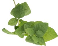 Magnolia Home Furniture Faux Basil Stem for Arrangement