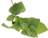 Magnolia Home Furniture Faux Basil Stem for Arrangement