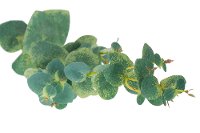 Magnolia Home Furniture Faux Eucalyptus Stem for Arrangement