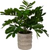19 Inch ZZ Plant Arrangement In Sculptured Cement Pot