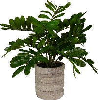 19 Inch ZZ Plant Arrangement In Sculptured Cement Pot