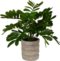 19 Inch ZZ Plant Arrangement In Sculptured Cement Pot