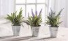 Assorted Lavender Plant Arrangement