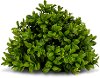 Green Boxwood Decorative Half Orb Arrangement