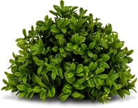 Green Boxwood Decorative Half Orb Arrangement