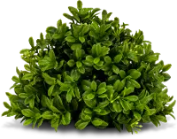 Green Boxwood Decorative Half Orb Arrangement