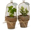 Assorted Potted Herb Plant Arrangement in Cloche