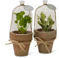Assorted Potted Herb Plant Arrangement in Cloche
