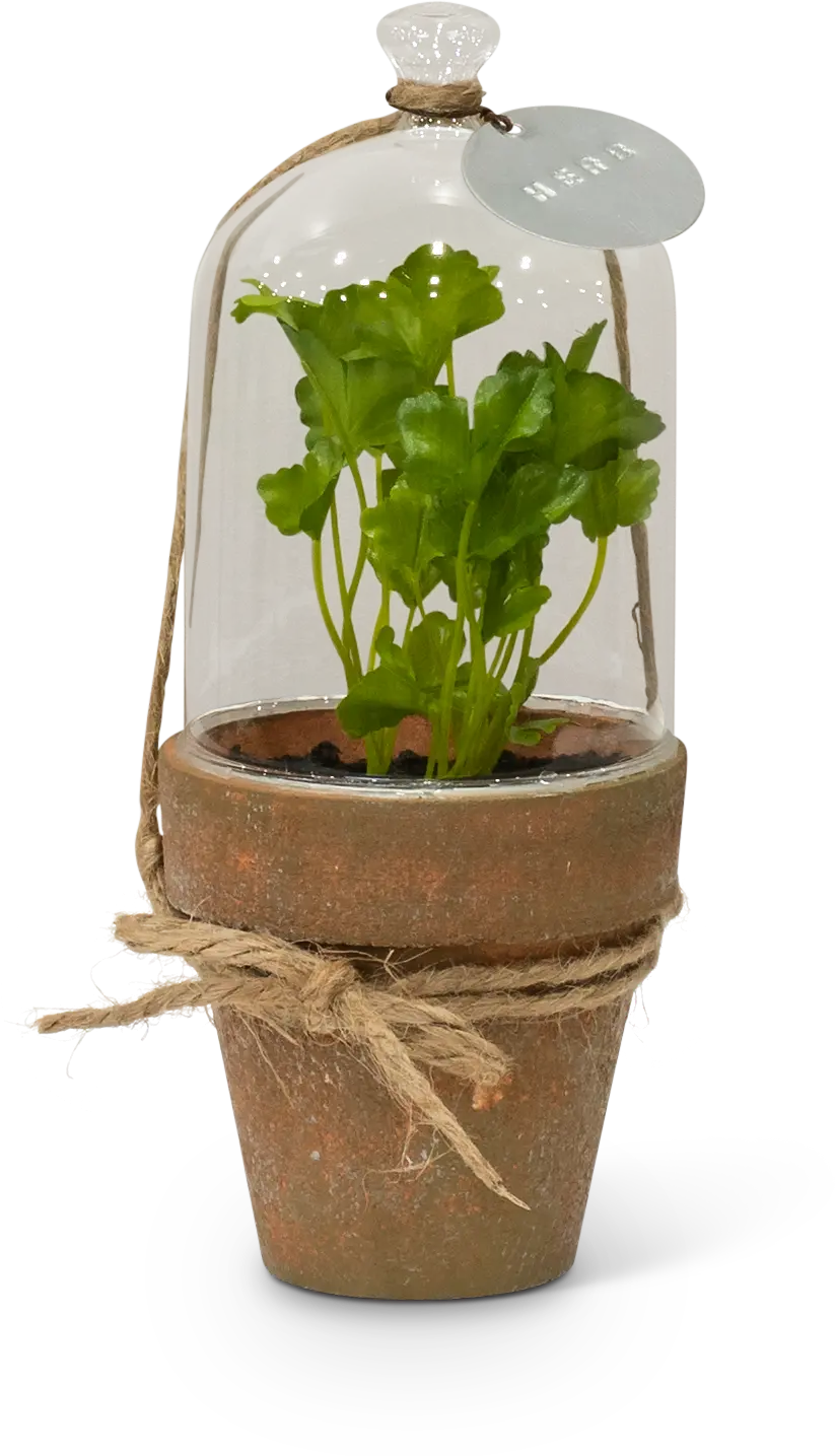 Assorted Potted Herb Plant Arrangement in Cloche-2